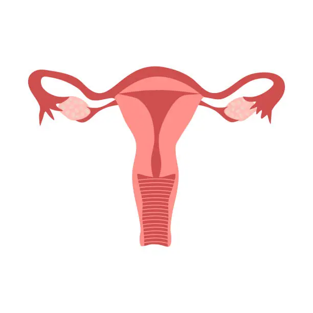 Illustration of the female reproductive system